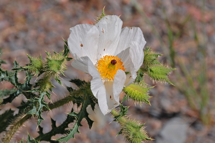 Argemone pleiacantha, Southwestern Pricklypoppy